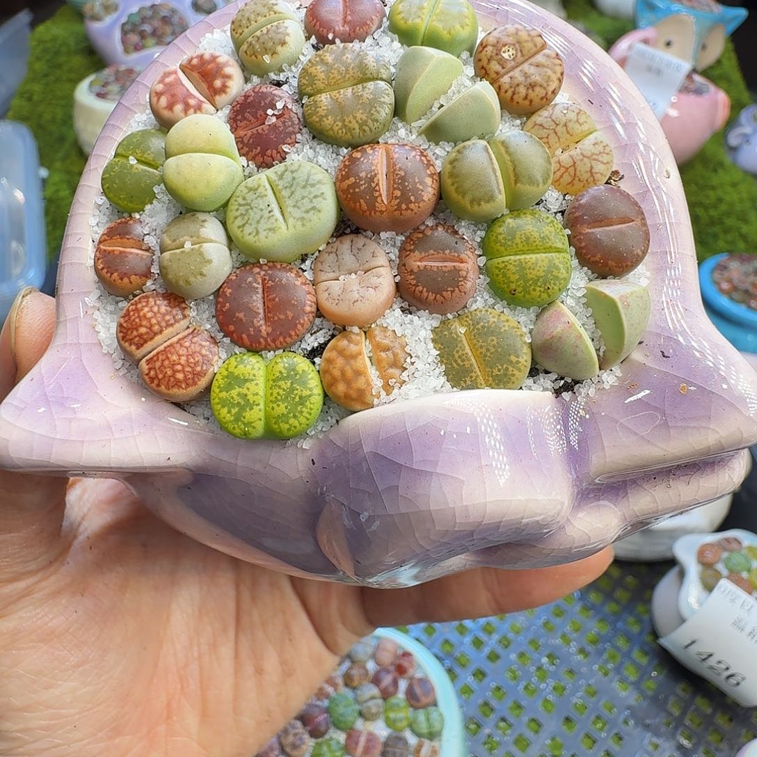 多肉植物开播福利冲1450