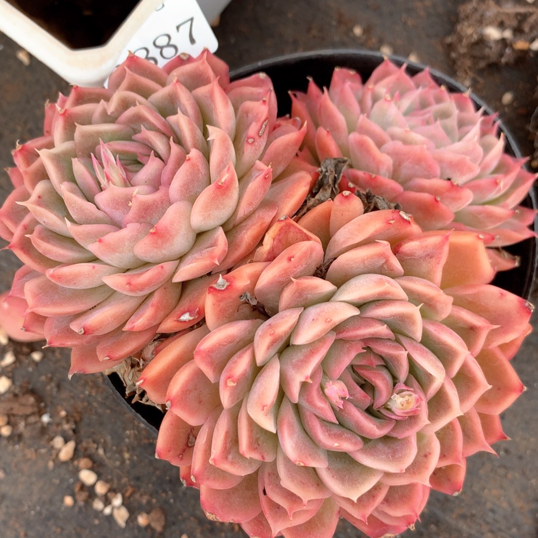 6887不包整散掉头不售后