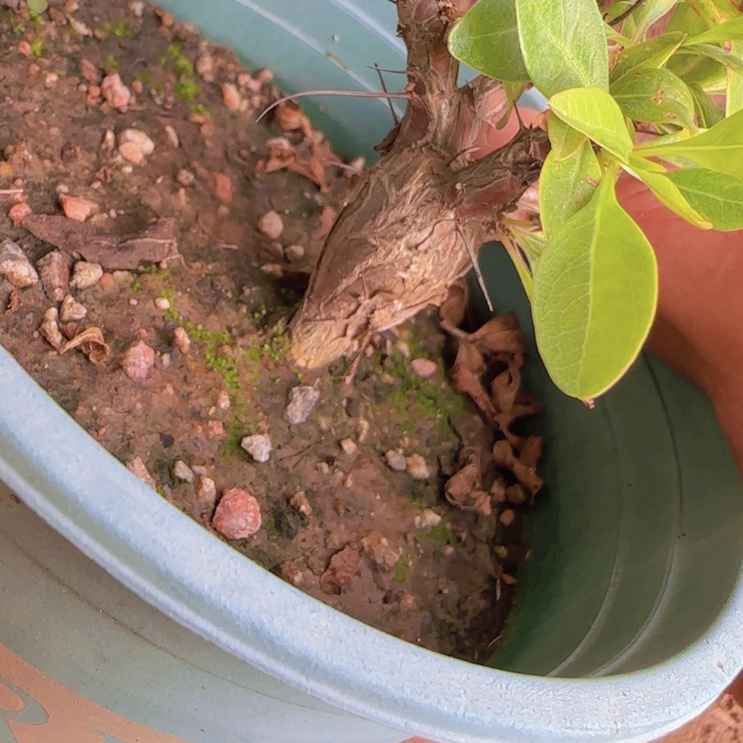 浅***山块根植物块根植物