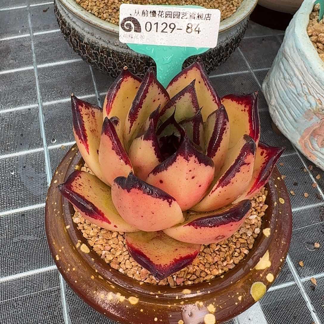 从前慢花园多肉0129-84