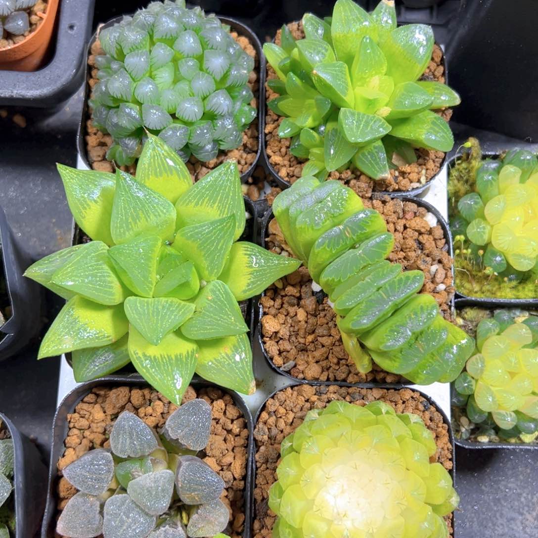 新人套餐玉露多肉6颗