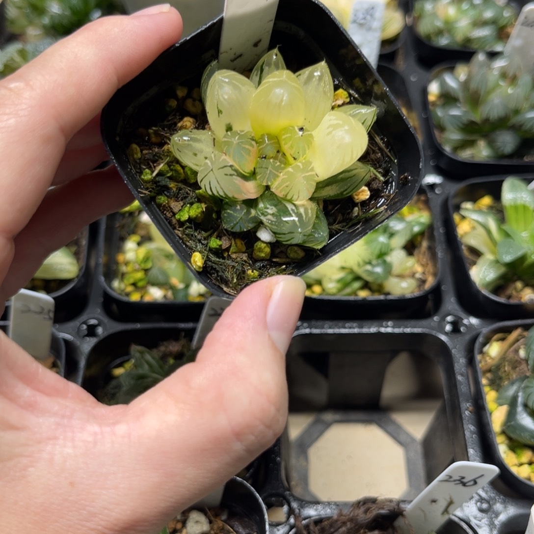 237花水晶玉露锦一物一拍