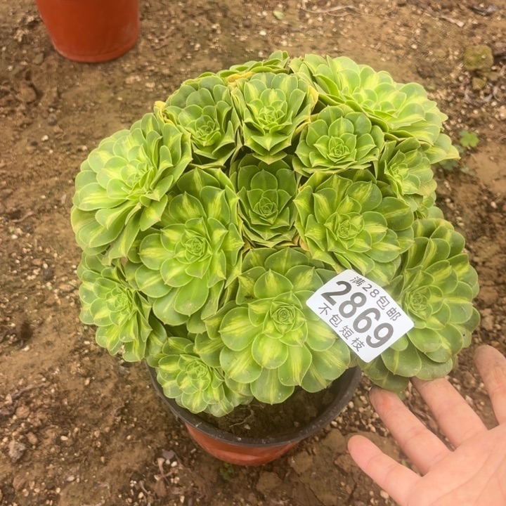 2869琉璃多肉植物法师