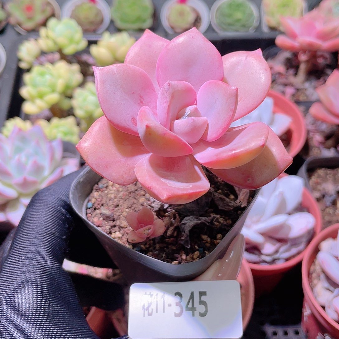 花利美11-345彩虹糖