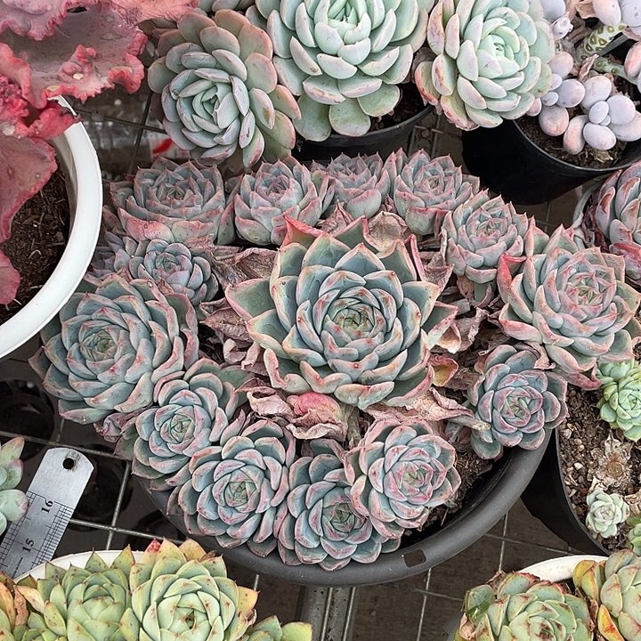 冰***淋杂交多肉植物群生