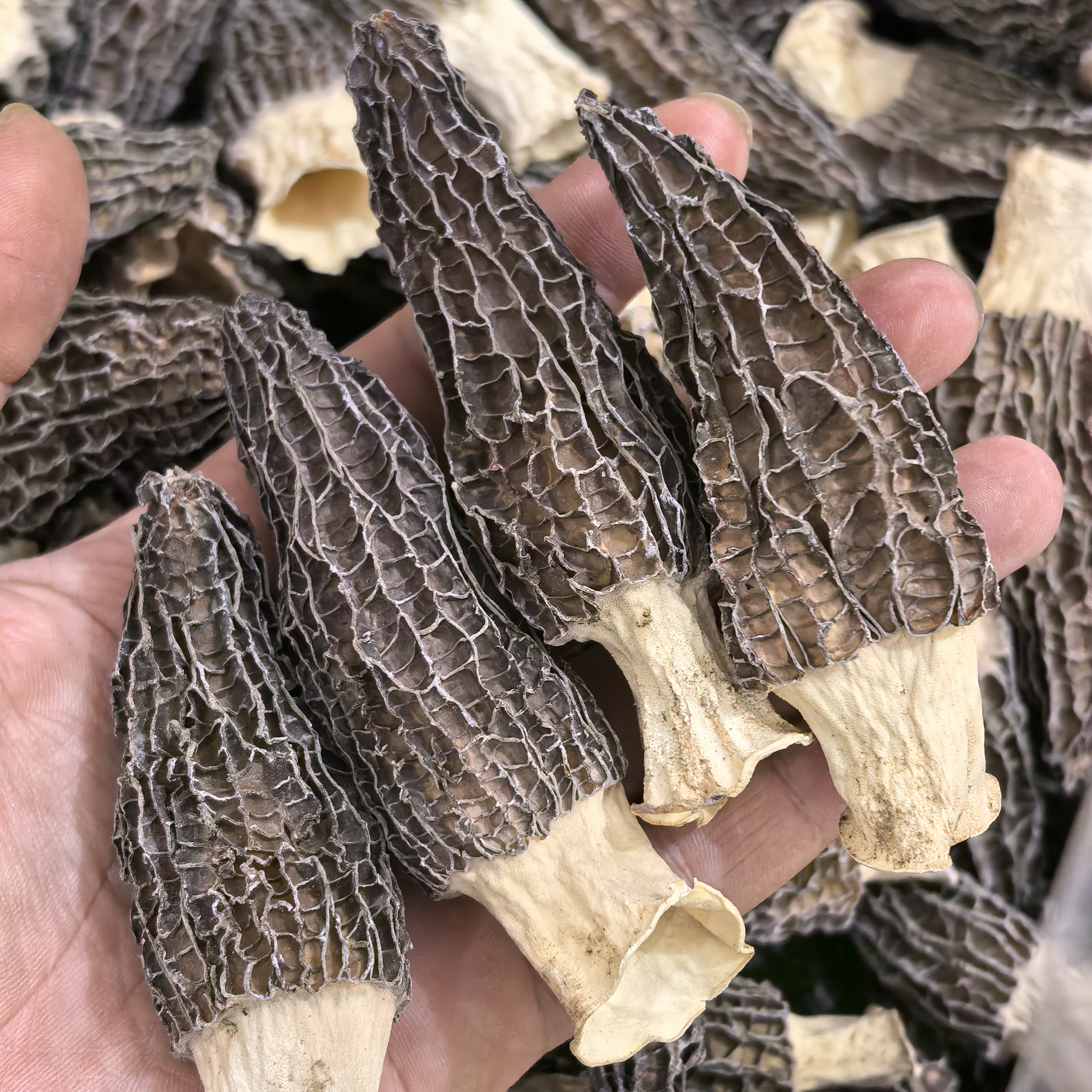 精选羊肚菌5-7CM