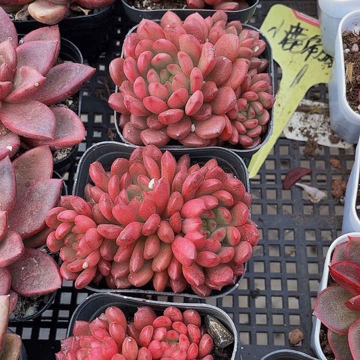 红宝石群带盆土发货