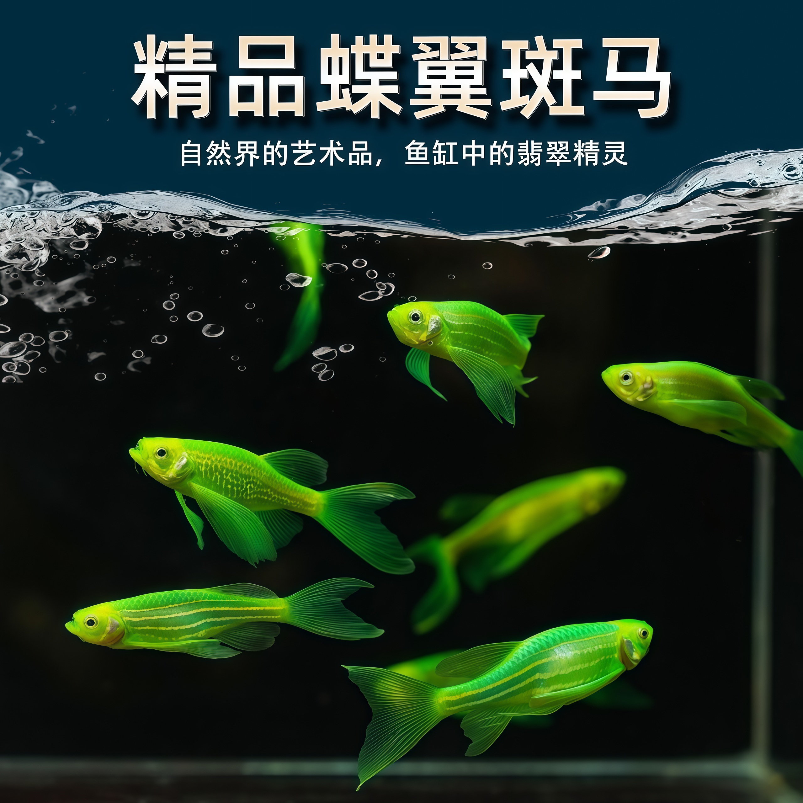 直播间一物一拍 活体小型观赏鱼宠物鱼