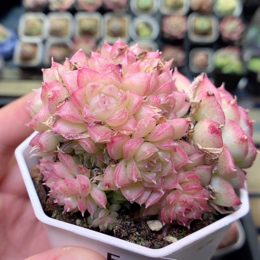 E31 ，20包邮两天凑单偏远不发货