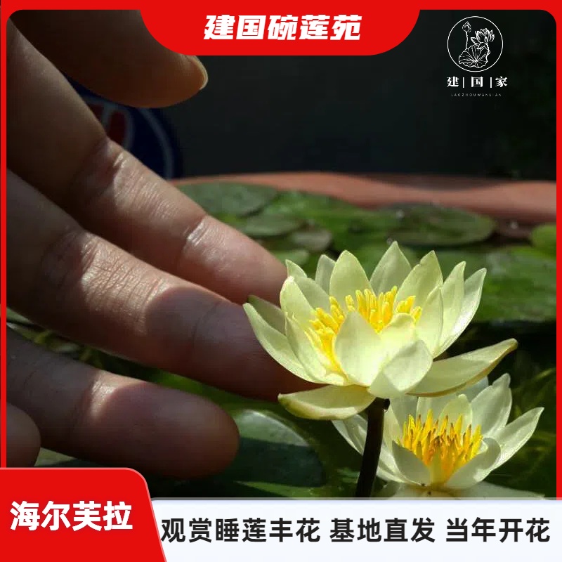 海尔芙拉经典微型睡莲盆栽鱼缸开花多适合家庭种植大苗建国碗莲苑