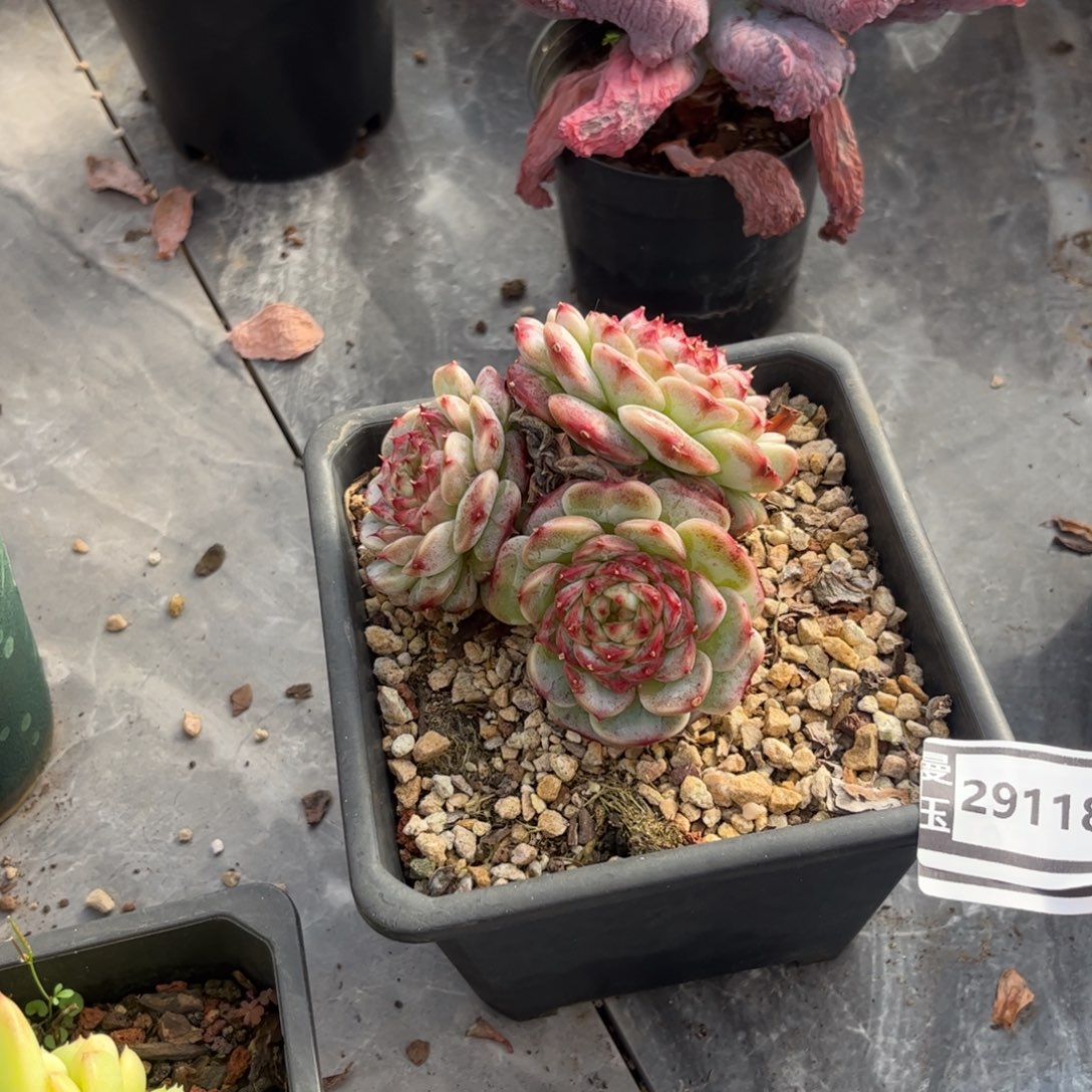 天鹅绒杂多肉植物29118