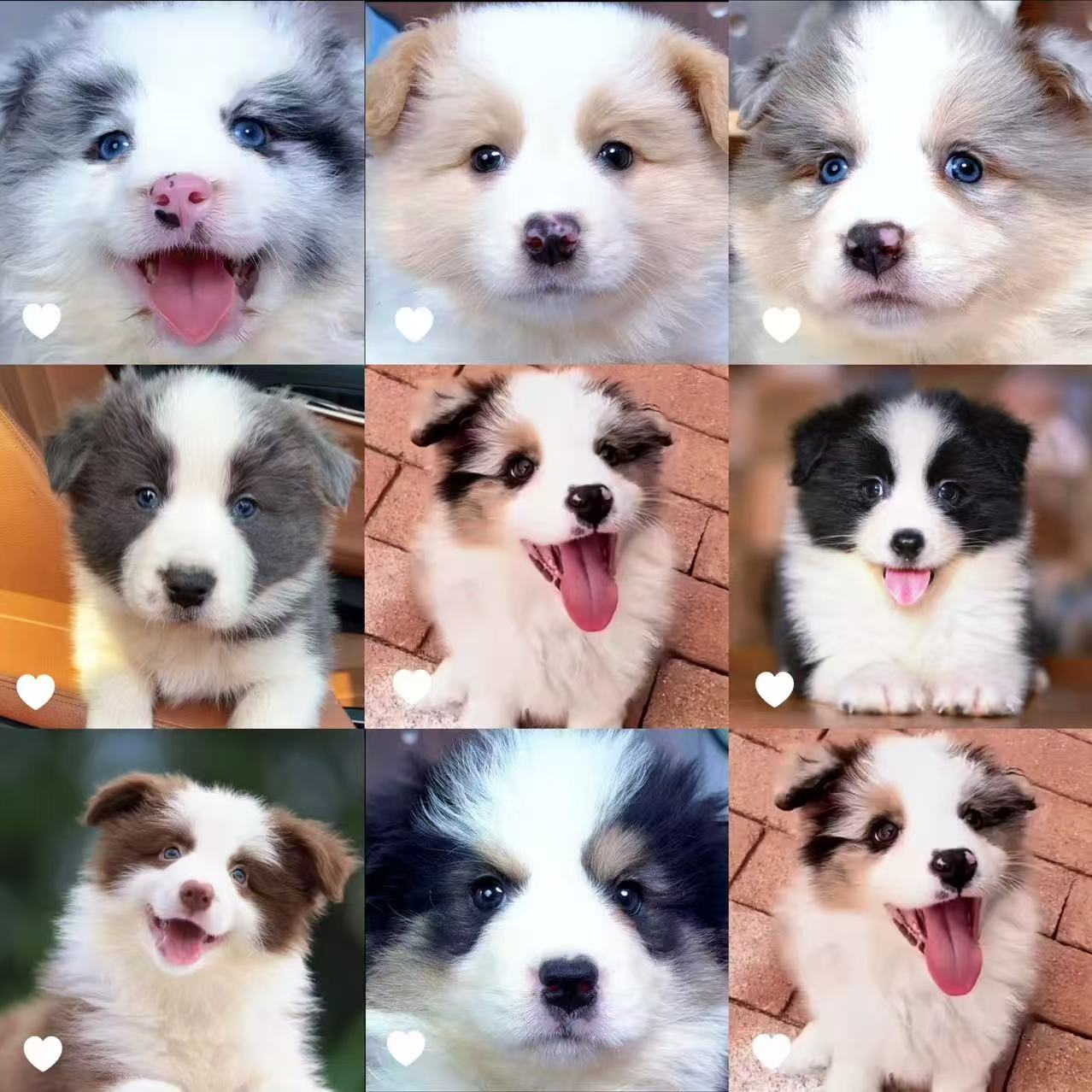 <宠爱缘犬业>狗狗活体