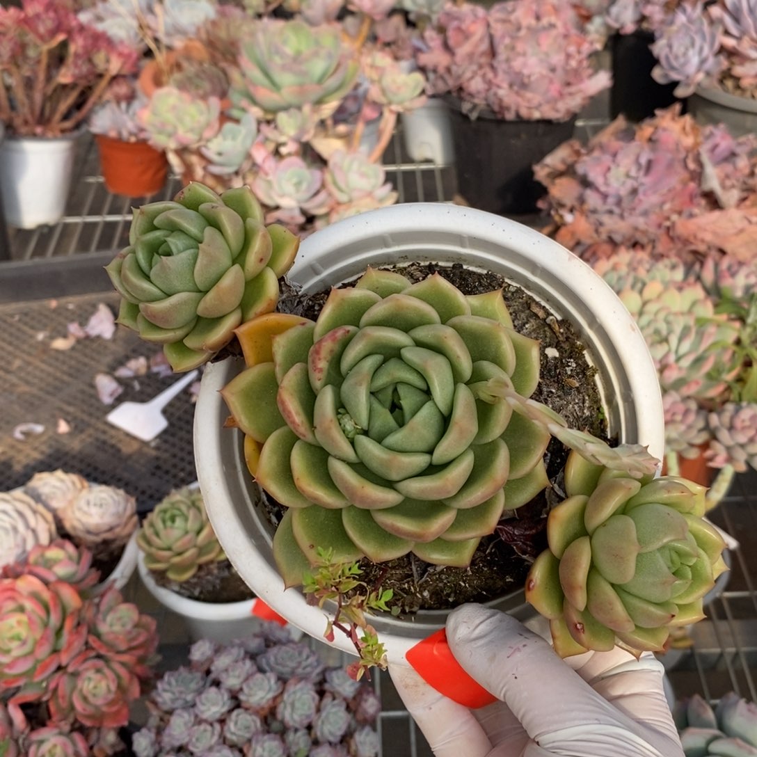 007白玫瑰一物一拍