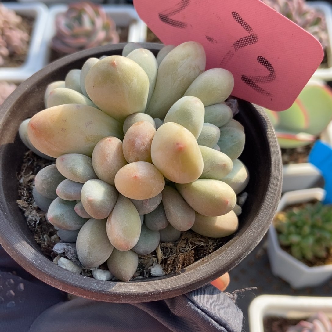 2072香水多肉植物保护