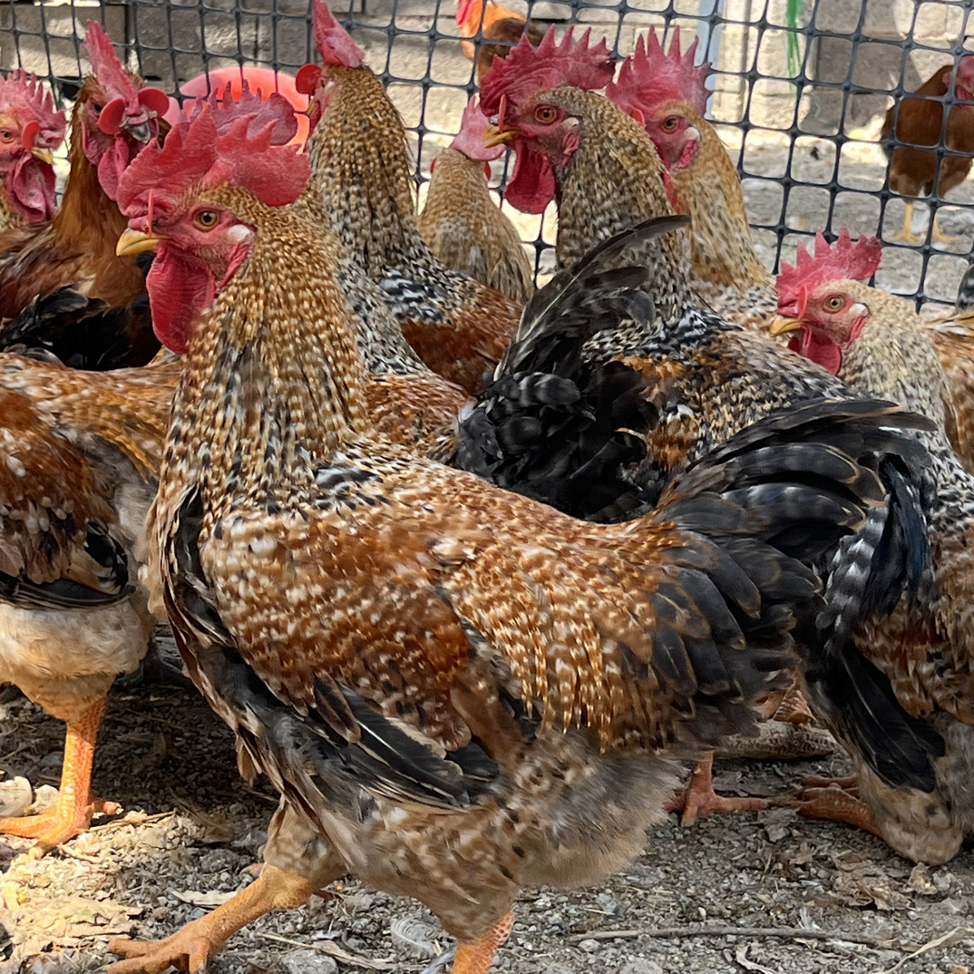 农家散养芦花公毛重5斤左右