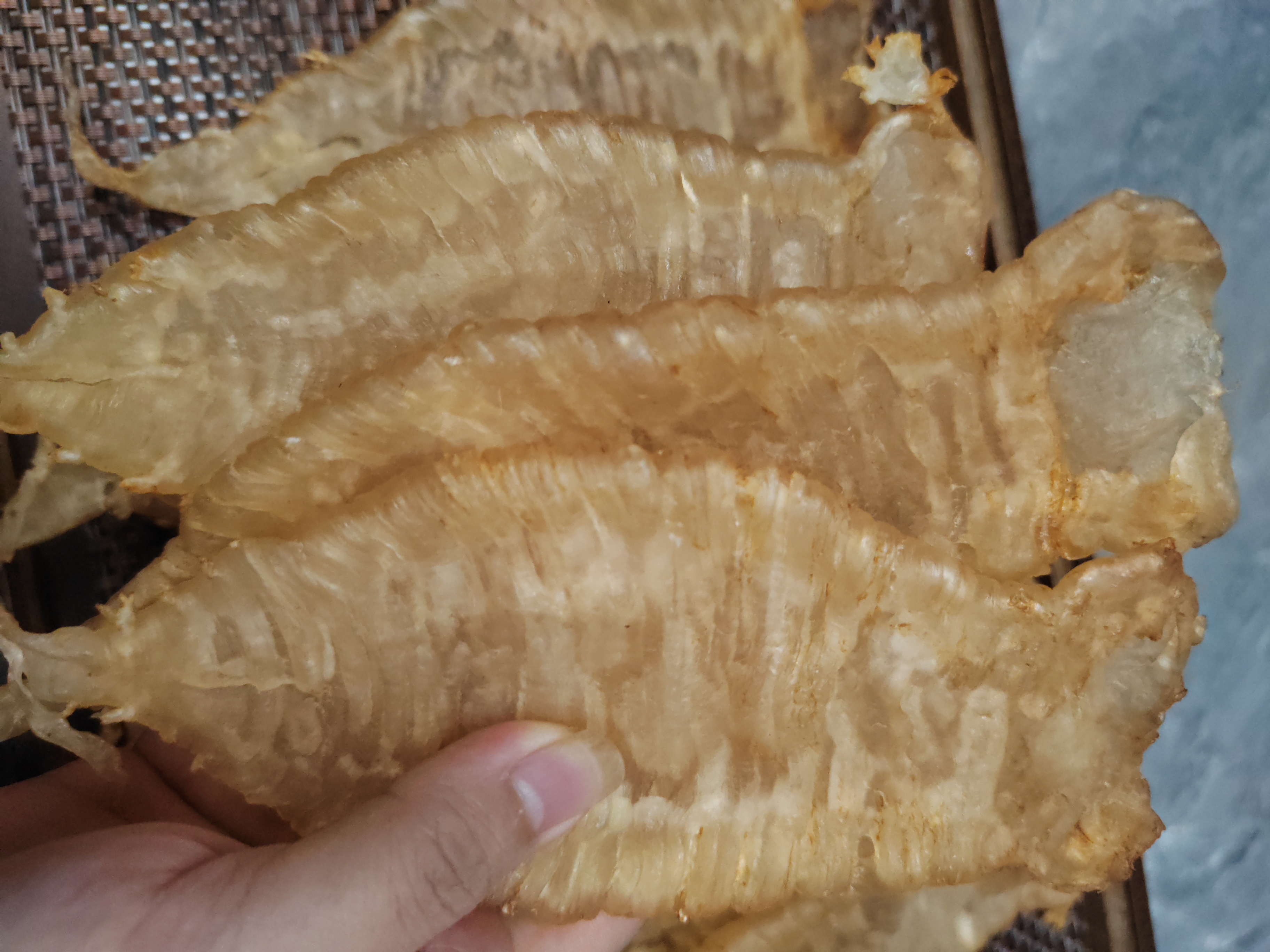 本港赤嘴母鱼胶8头规格滋补花胶干货