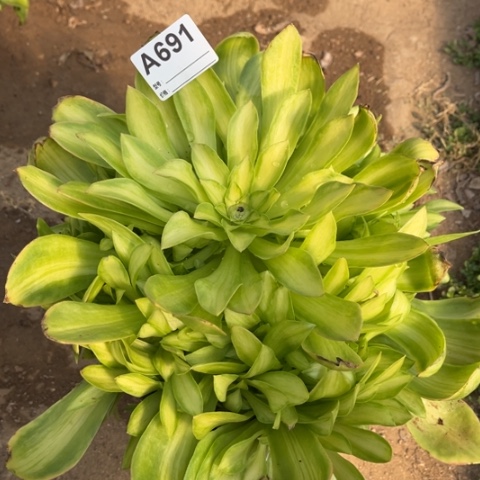 多肉植物女巫变异