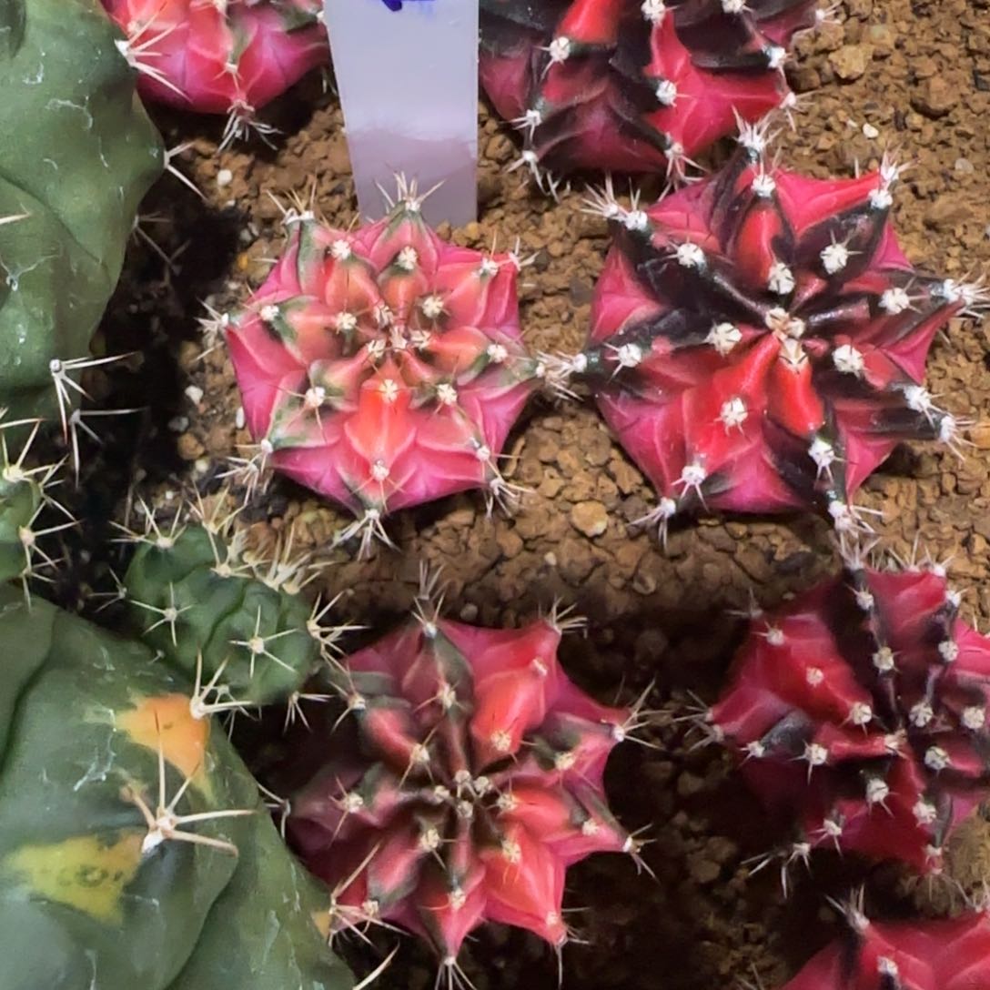 154-0115泰国发货多肉