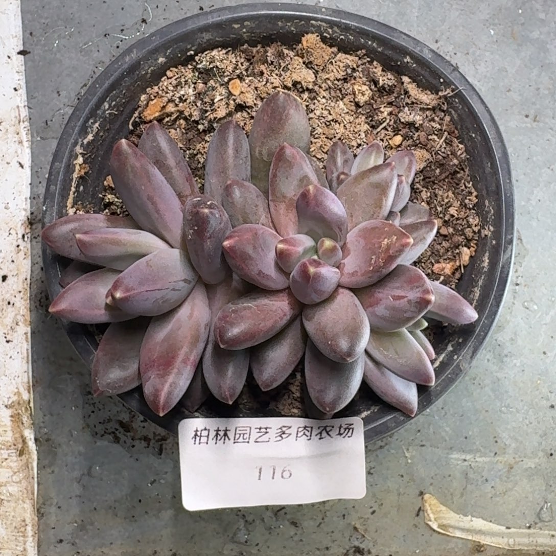 116 美人杂交 一物一拍