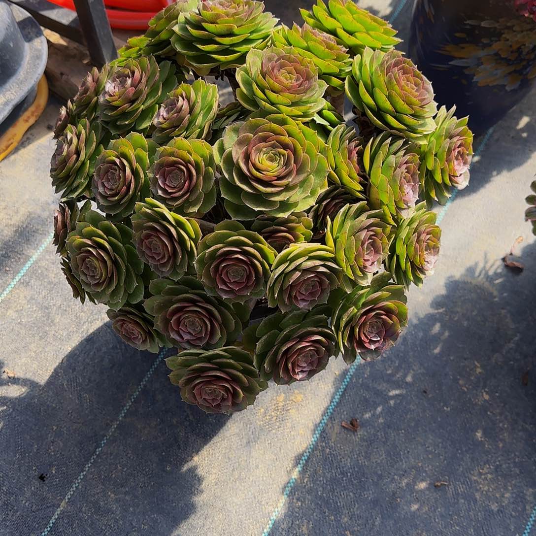 多肉植物红心万圣节老庄