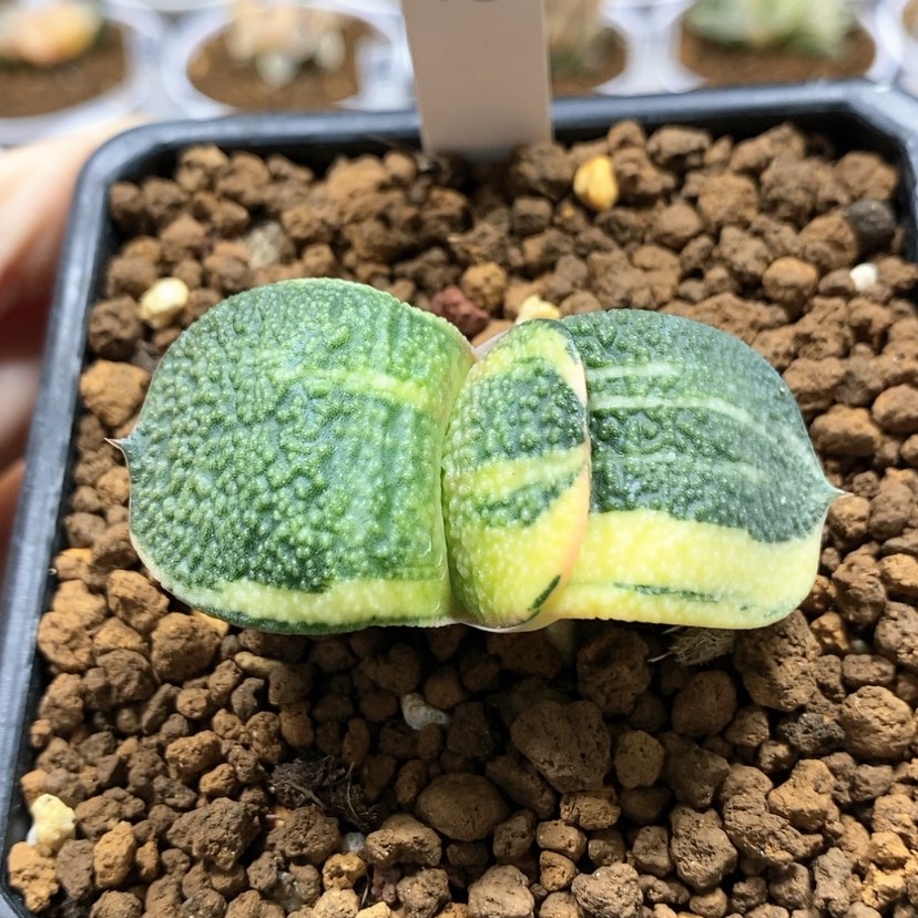 【闪购商品】73卧牛锦