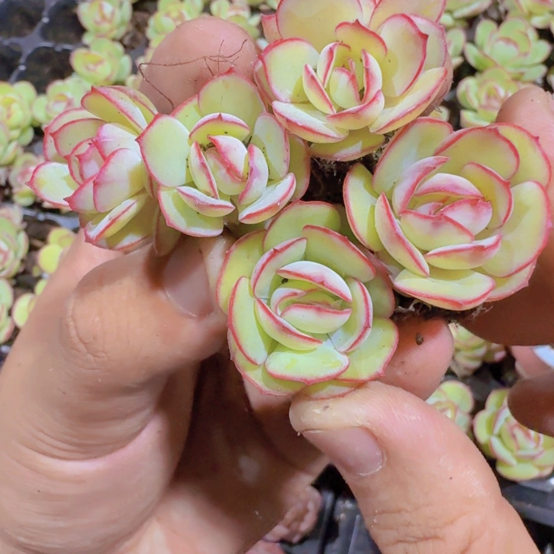 牡丹亭韩版五颗一组