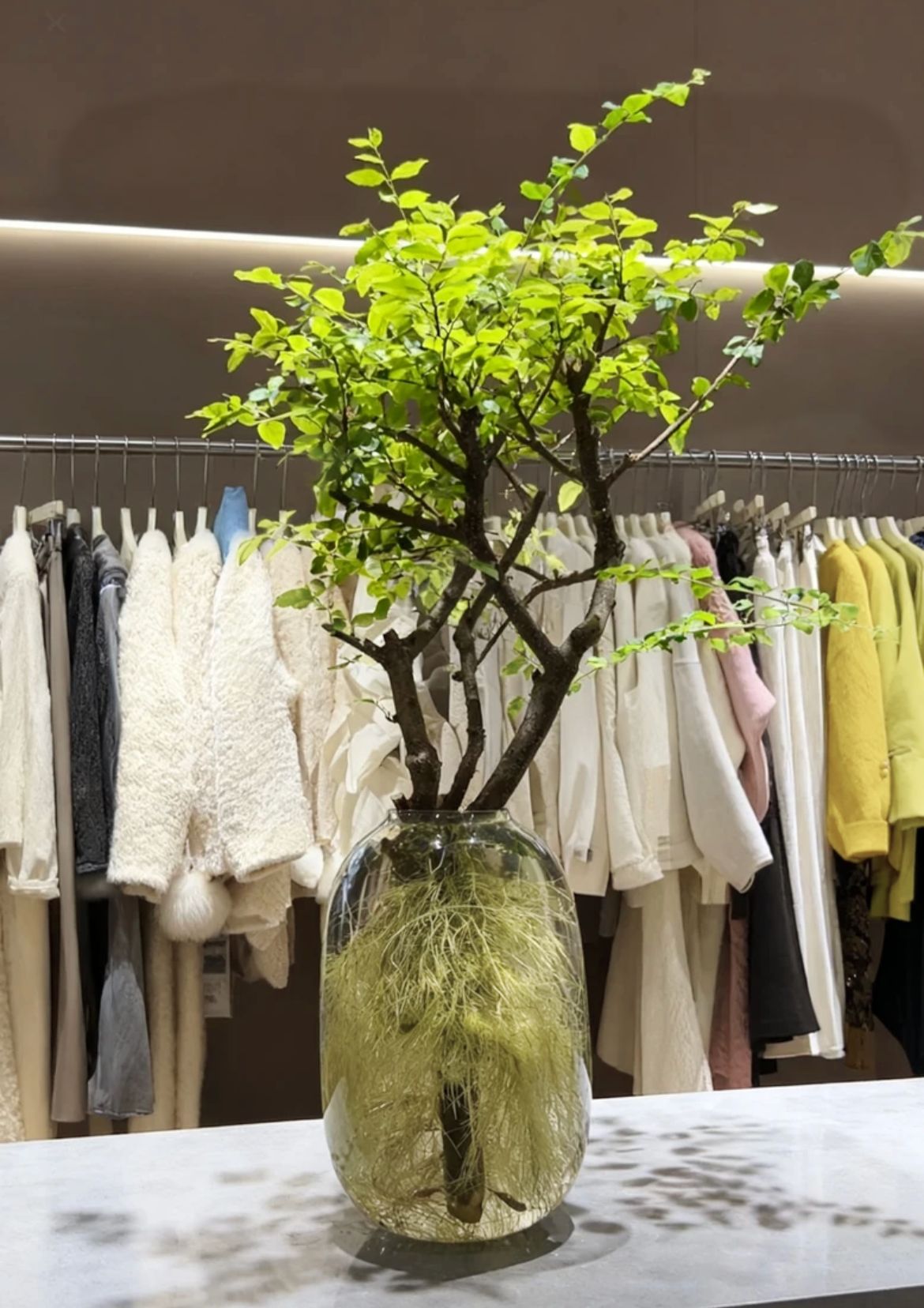 【一物一品】云南-小叶女贞水培-丁香木发根植物自然室内绿植好样养