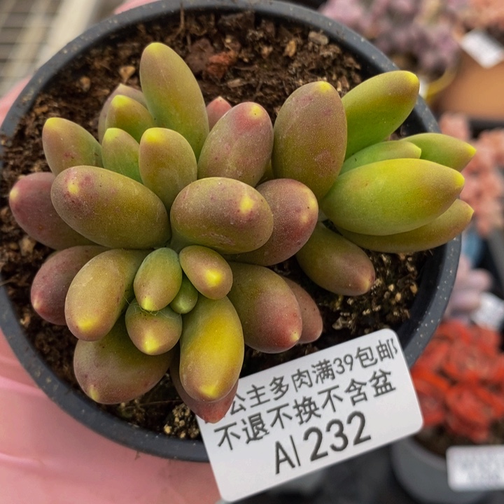 芒果奶7cm232多肉植物