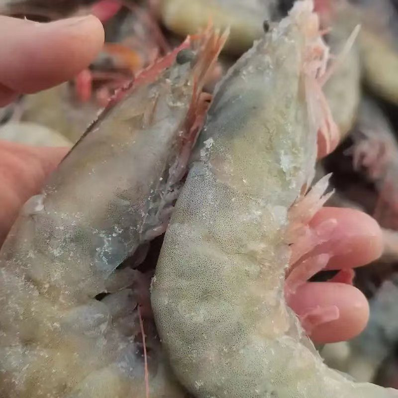 山东日照发货新鲜红尾虾活虾速冻