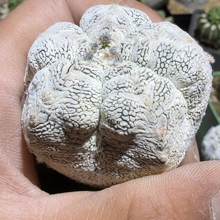 恩冢鸾凤玉龟甲仙人球