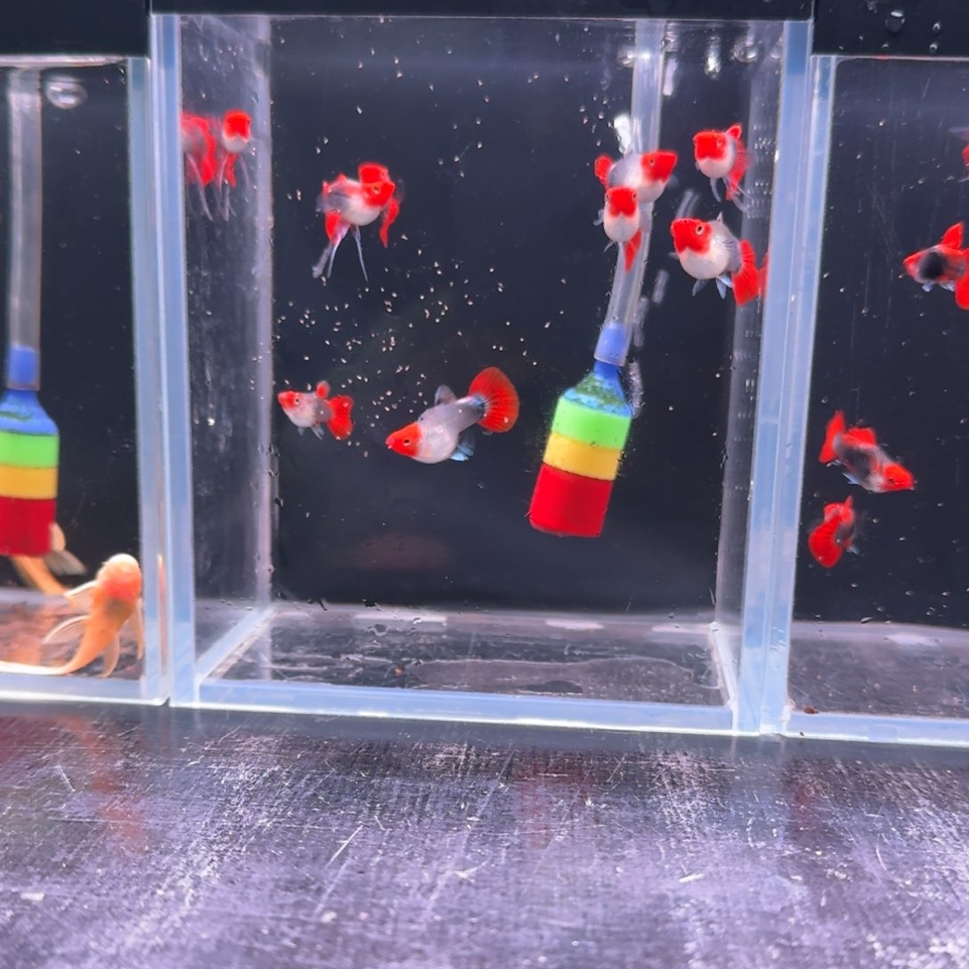 孔雀鱼深海蓝10条