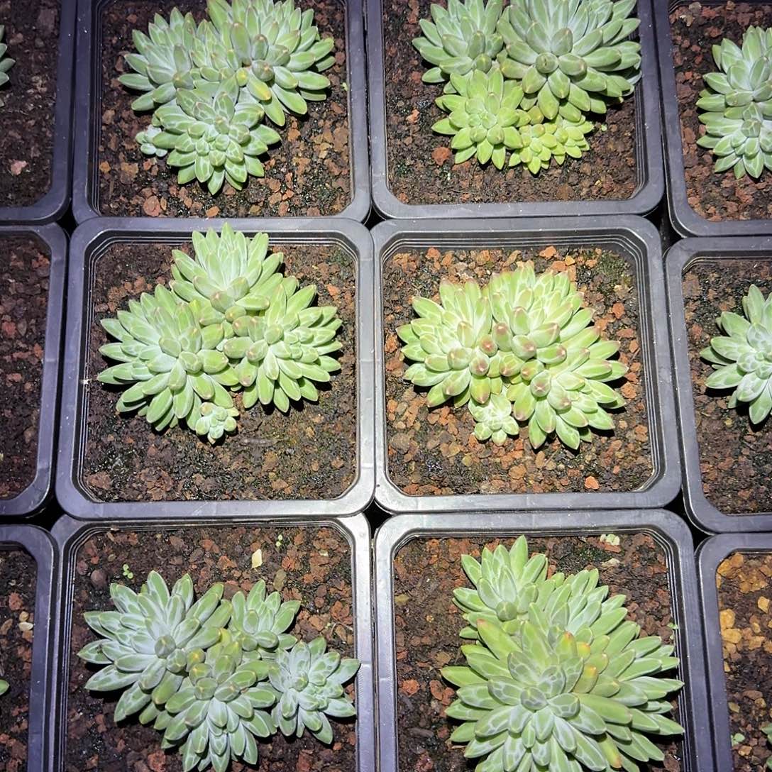 伊卡鲁斯整无砍小群生