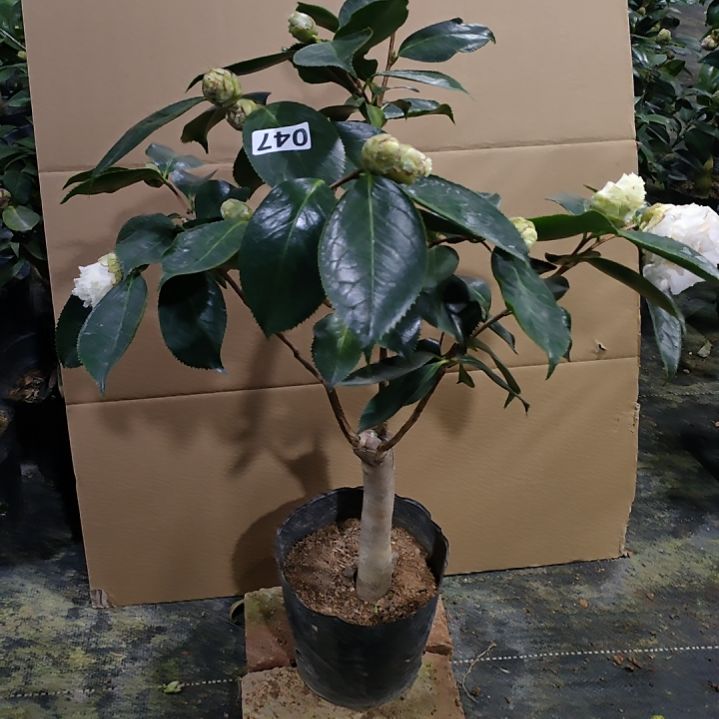 47白天鹅，原盆原土发货