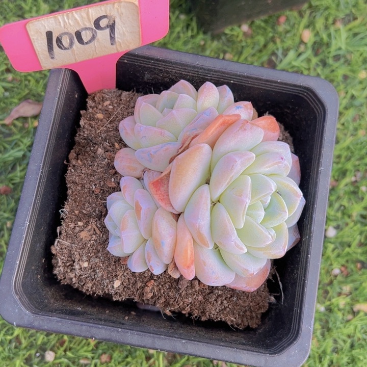 健健康康平平安安