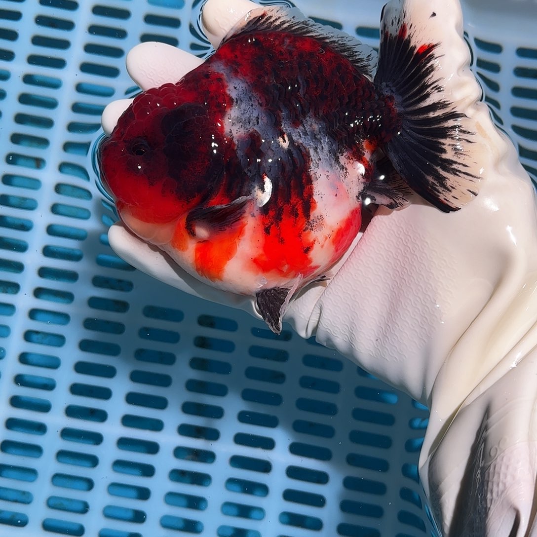 金鱼金鱼54587287