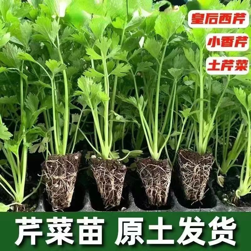 皇后芹菜苗西芹香芹根芹秧苗高产四季秋冬盆栽阳台庭院蔬菜苗带土