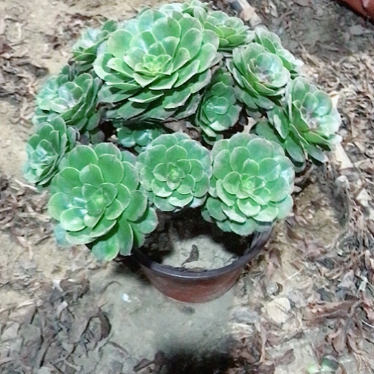 拿***下万圣节法师000000059