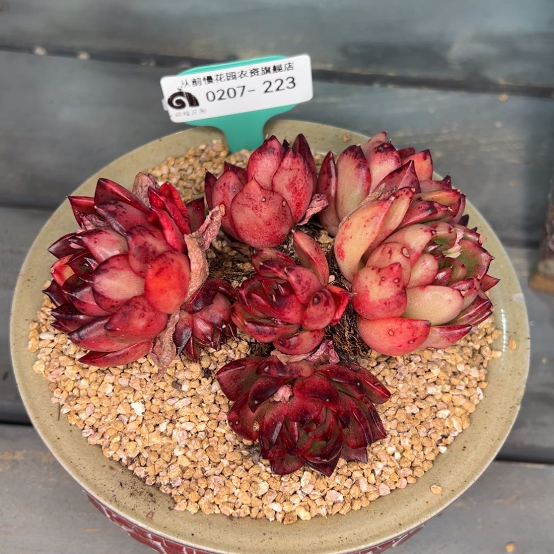 从前慢多肉精选编号0207.223