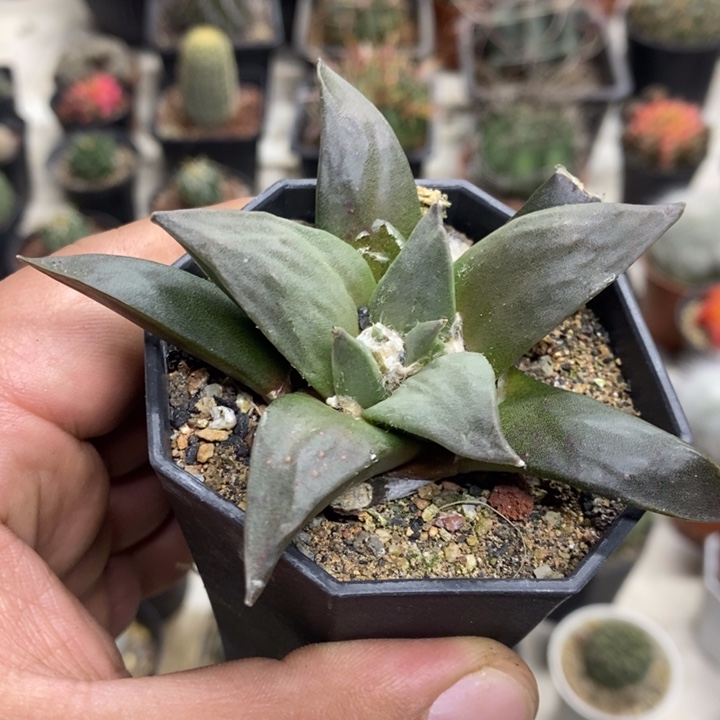 大号岩牡丹特价福利