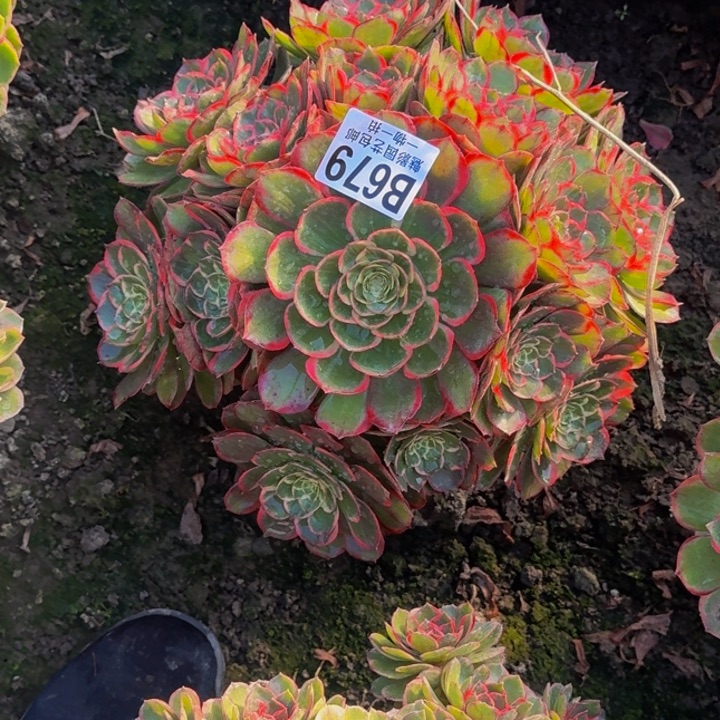 粉花妖花25-41包邮花花