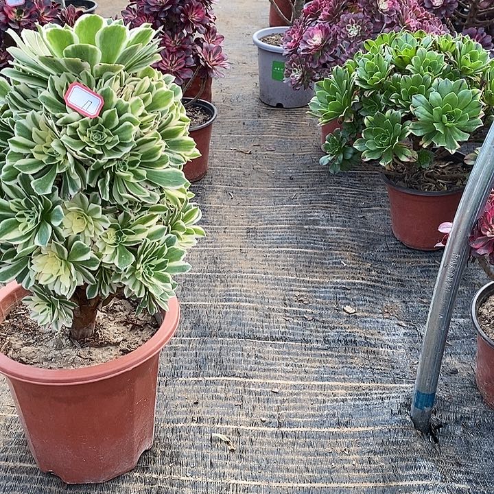 17，燕玲多肉法师多肉法师