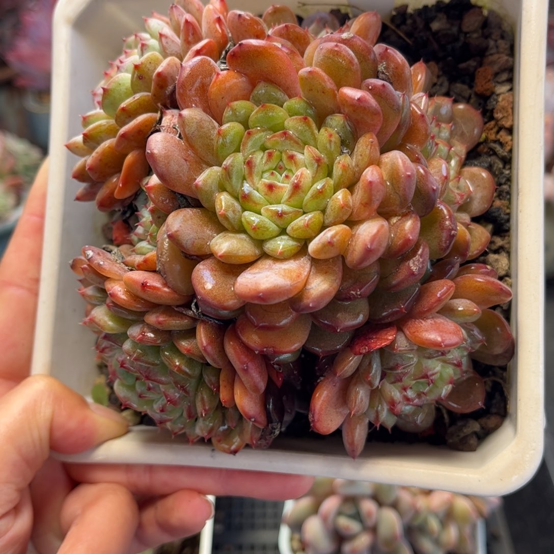 2245 满30包邮，天冷地区必拍保温箱