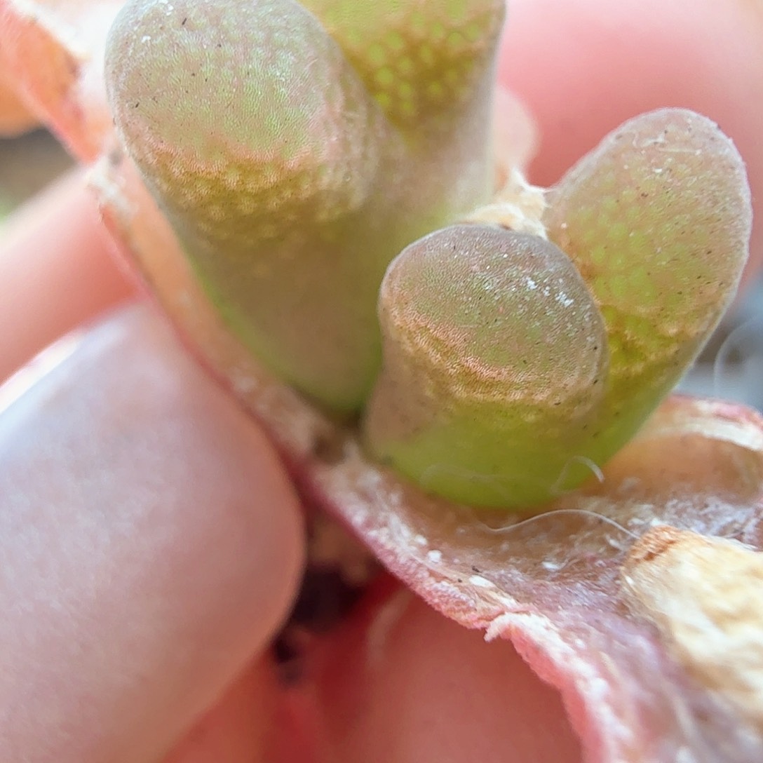 2.9.52/肯哈德新头/多肉植物