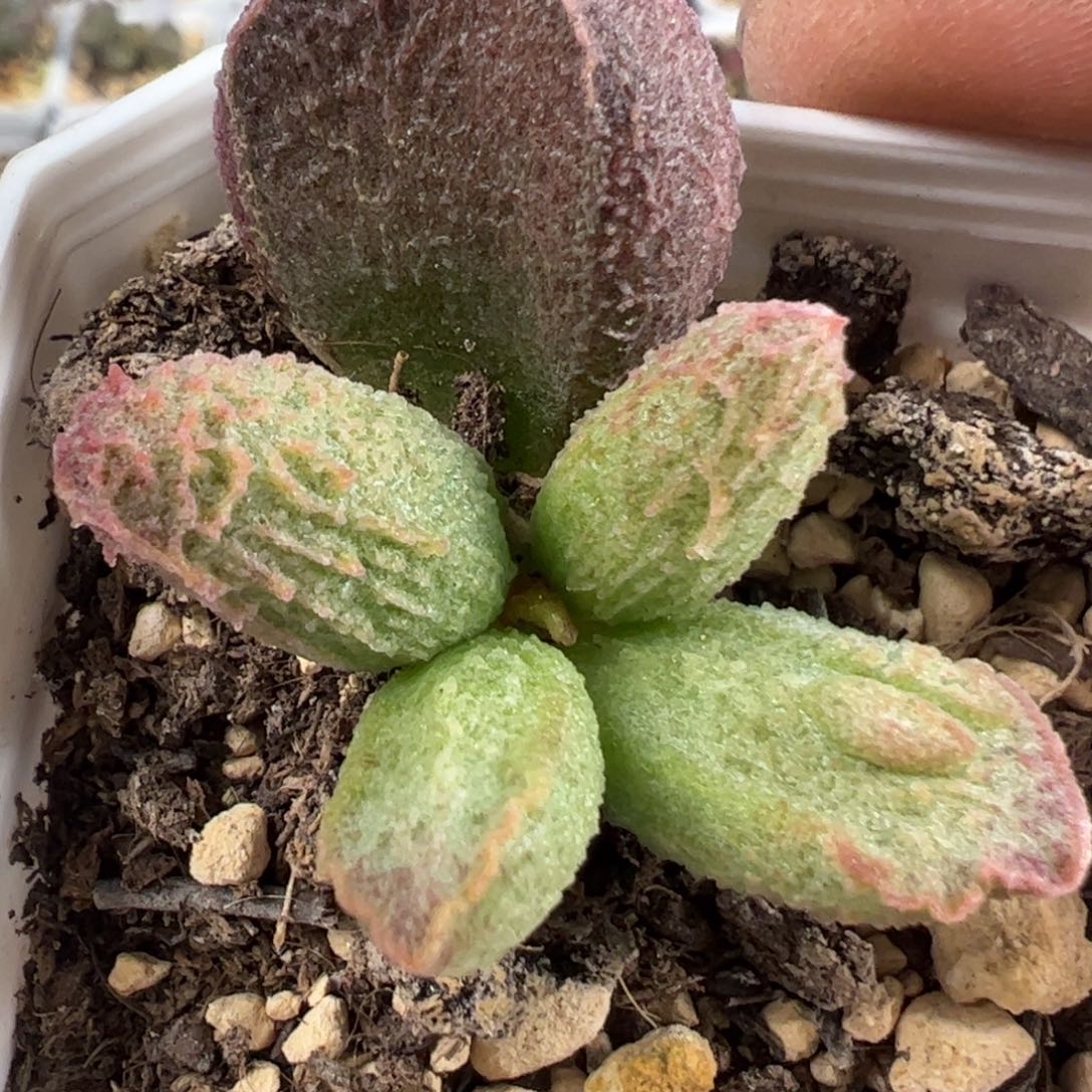 实生新品多肉植物水泡