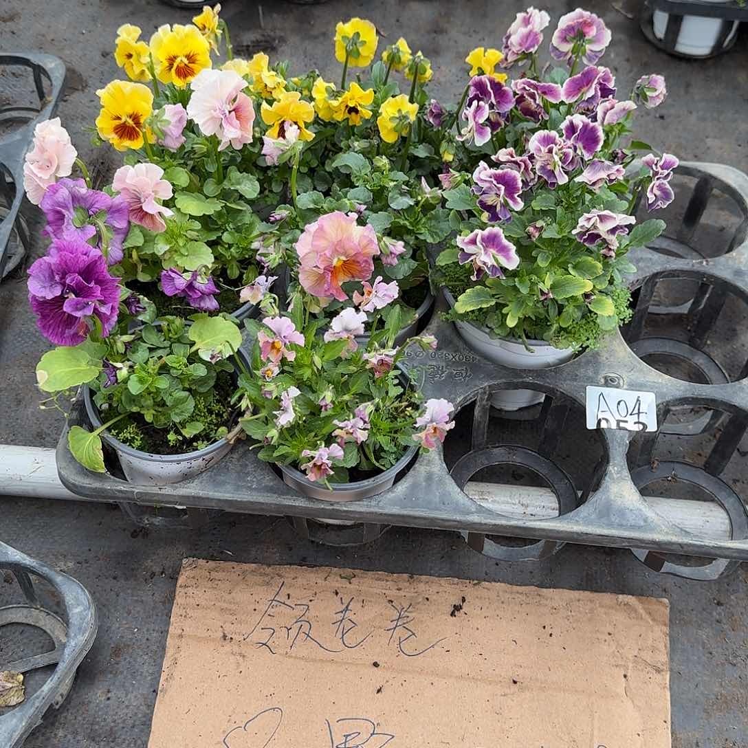 A01号大花角堇清棚福利无售后