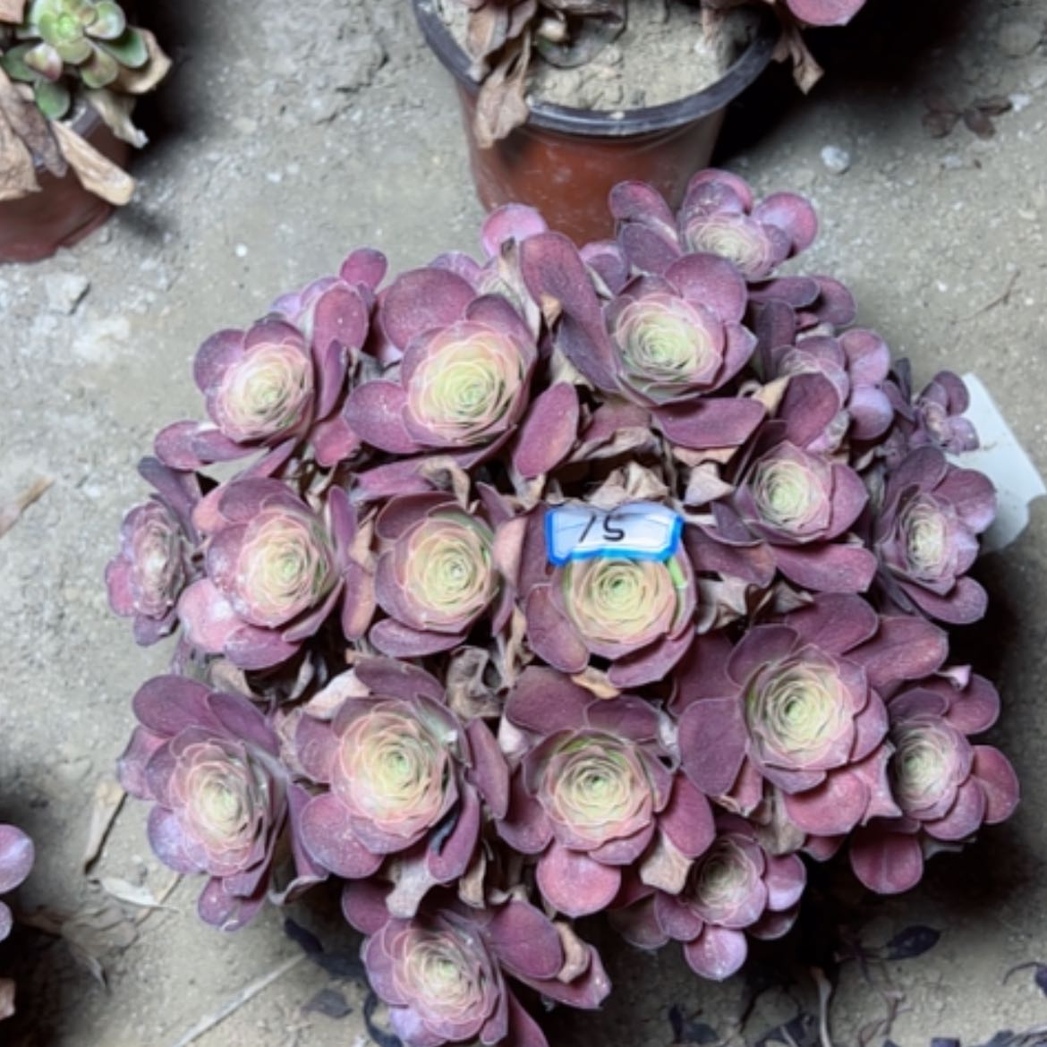 【闪购商品】多肉植物魅金15