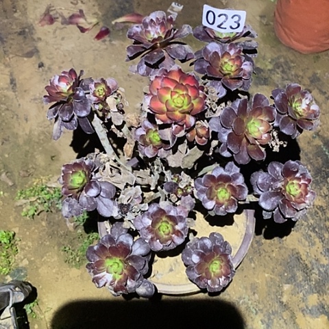 多肉植物法师23晚霞