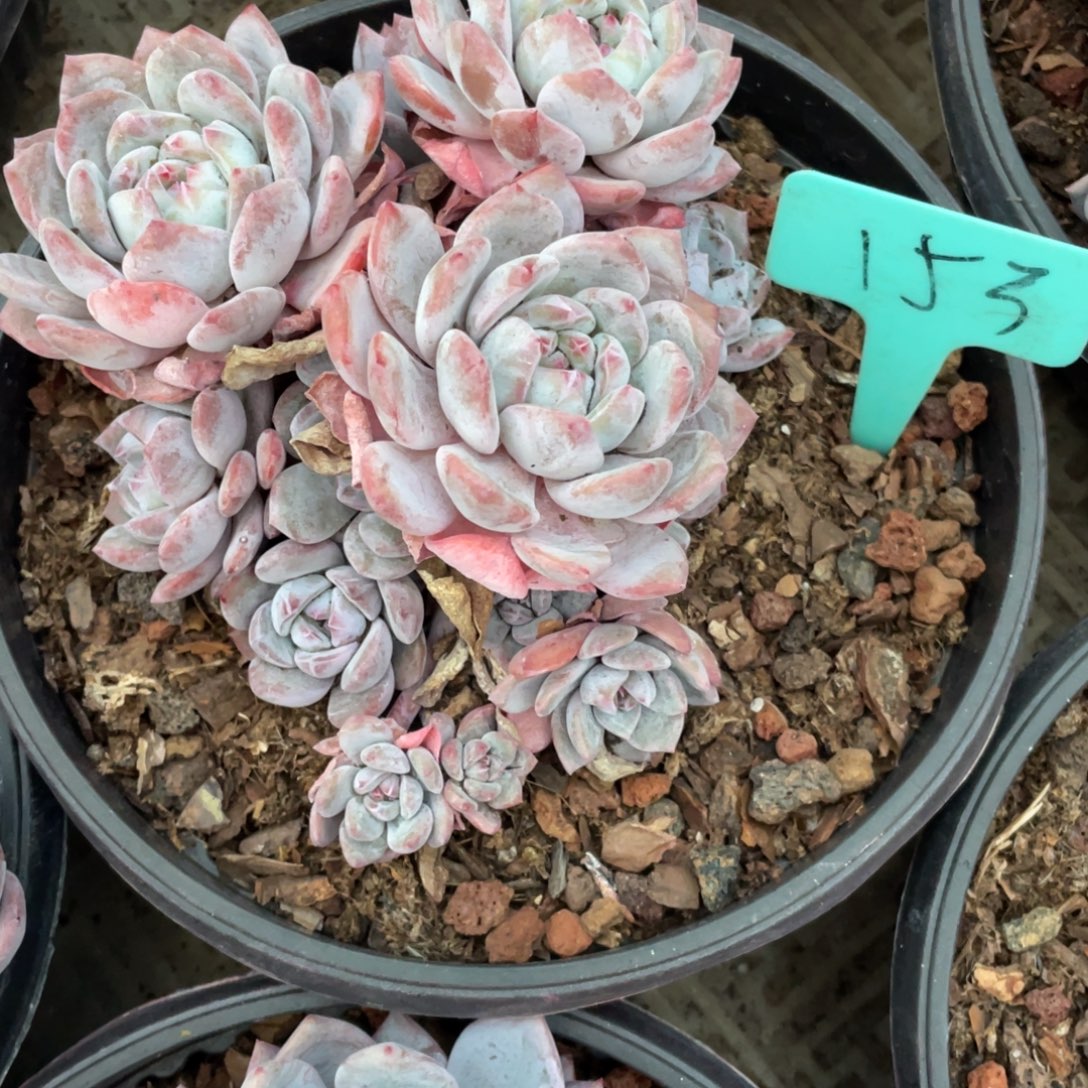 153号星影缀化多头