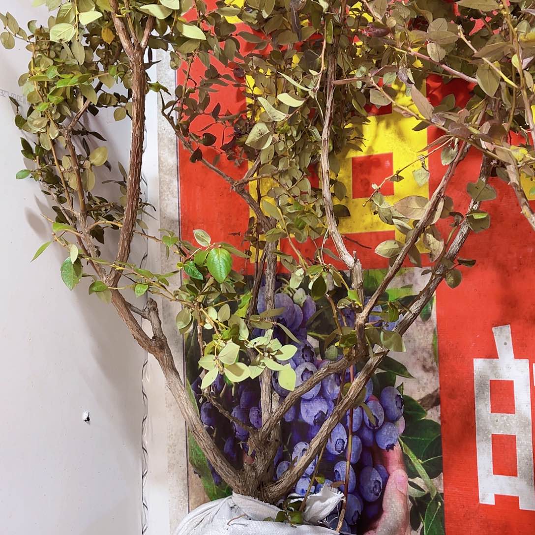 完全开放大果纯甜可口