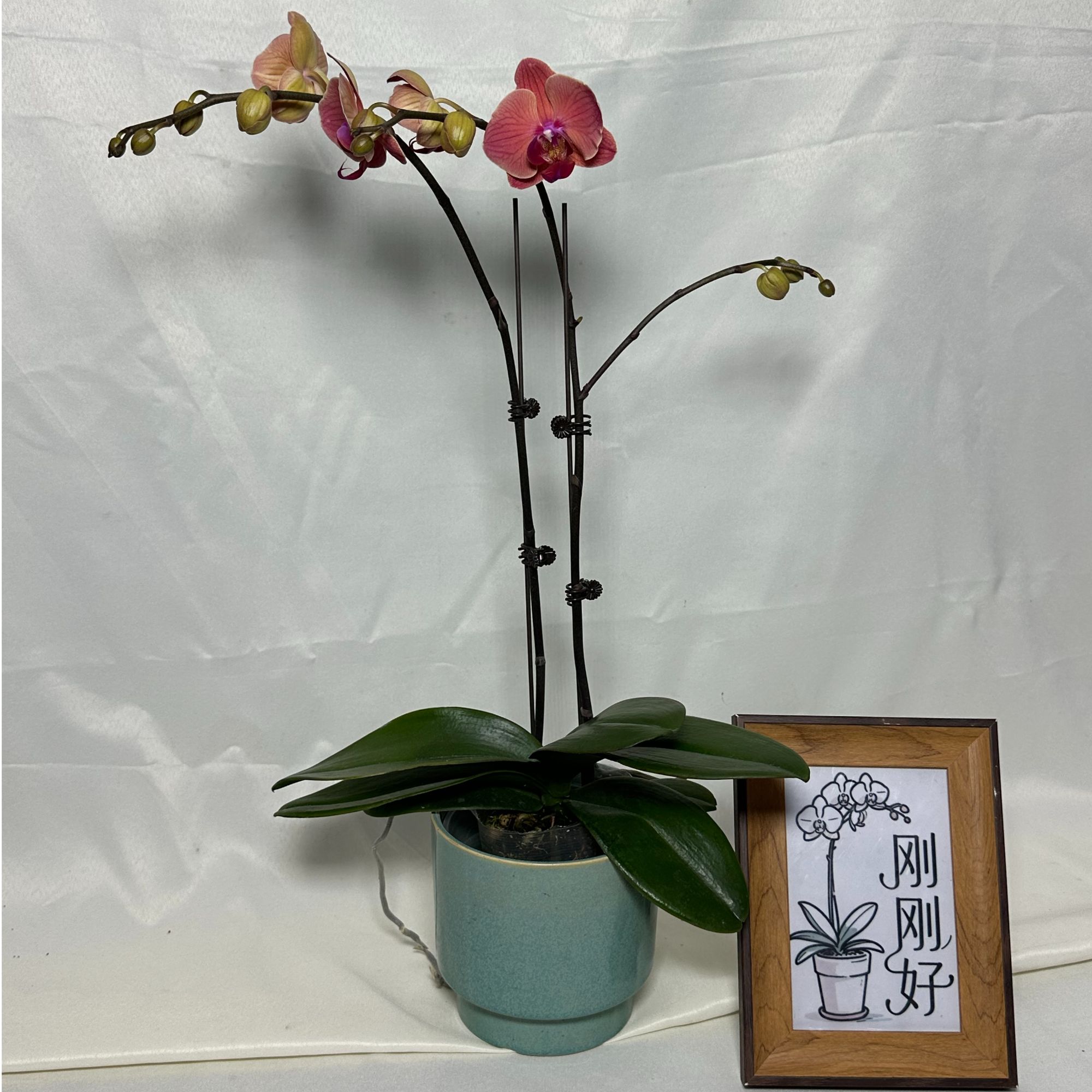 刚刚好蝴蝶兰（蝴蝶兰小桔灯双剑微瑕带花）开花珠发货